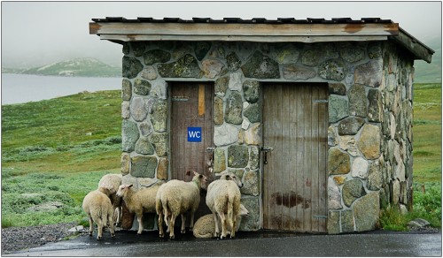 Ewes in a queue.jpg (383 KB)